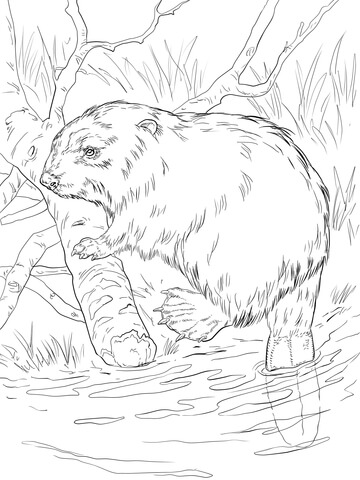 Eurasian Beaver On A River Bank Coloring Page